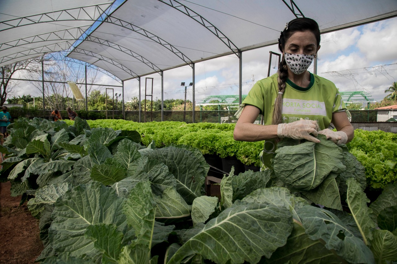 mulhr com máscara colher uma couve manteiga dentro da estufa da horta social